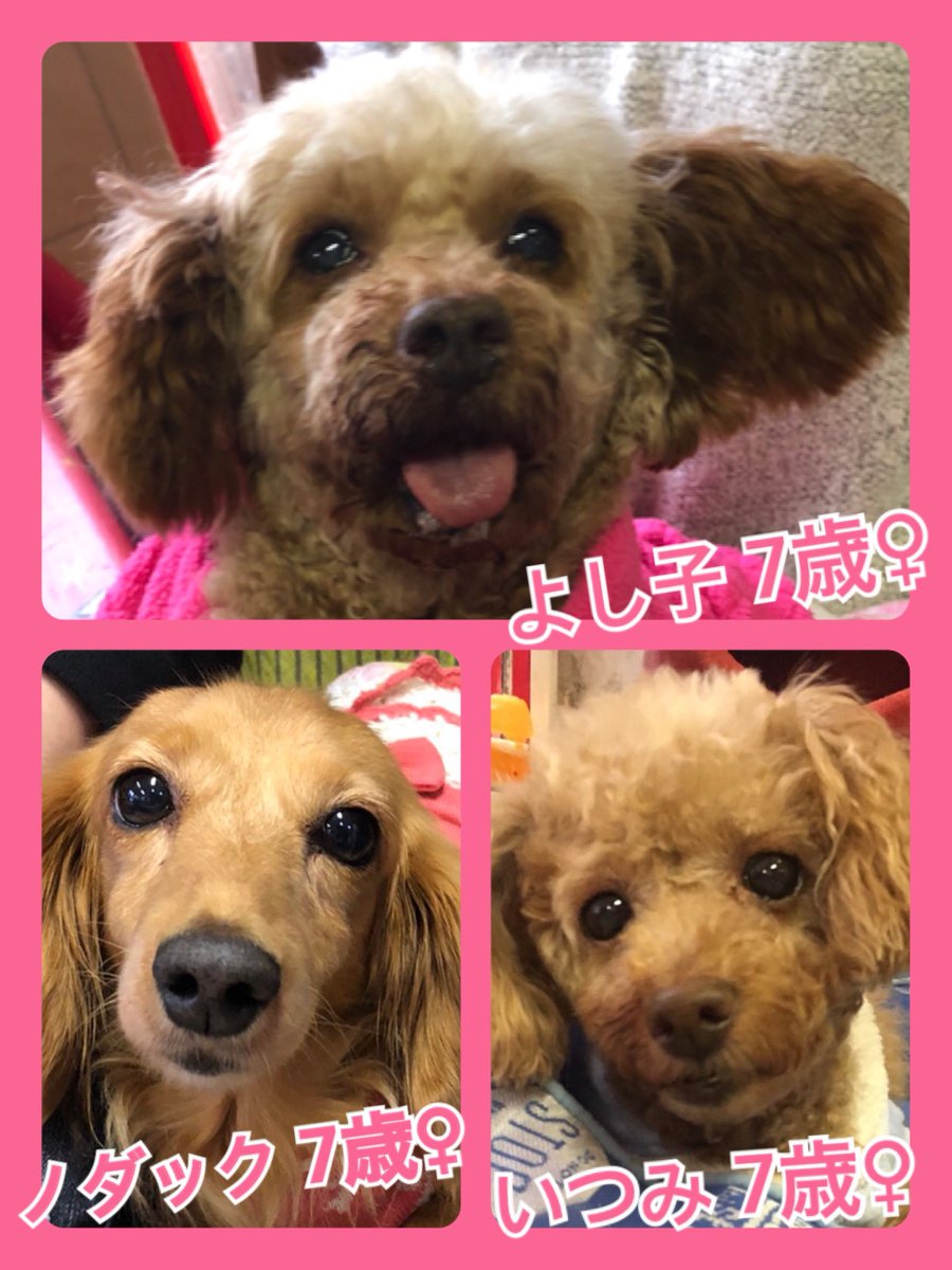 🐾今日の里親様募集中ワンコ🐶メンバーです🐾2019,11,29